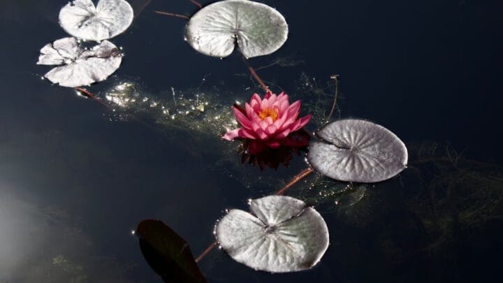 Pratiques mentales pour une sérénité durable