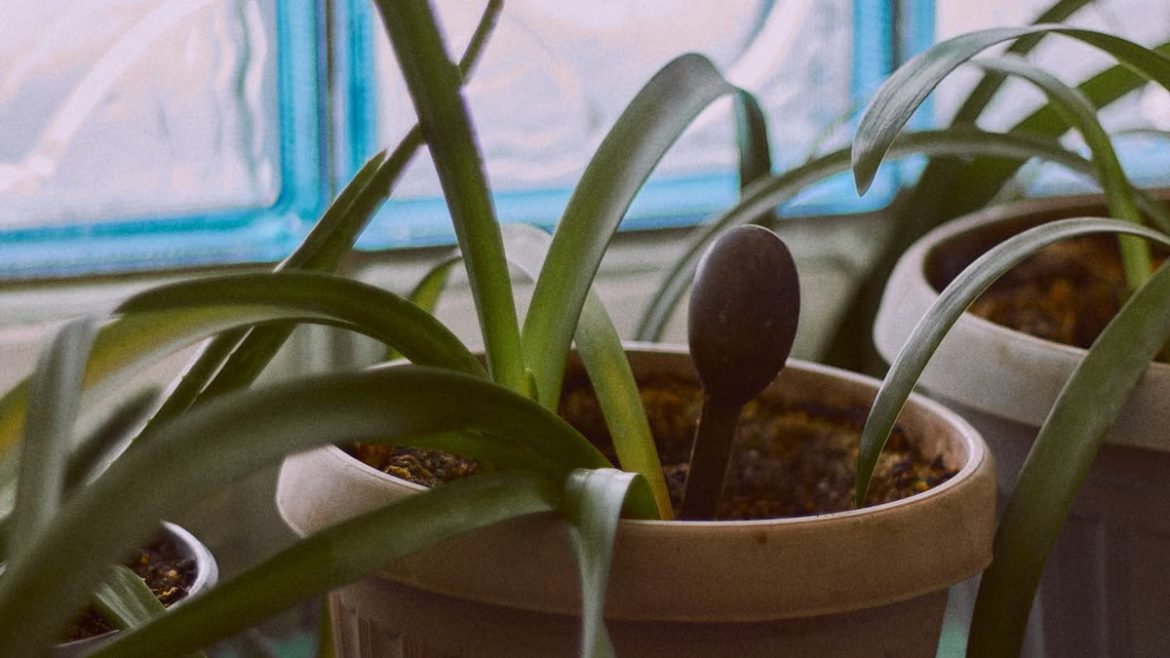 Bien choisir ses plantes d'intérieur en 2026 : guide complet