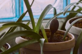 Bien choisir ses plantes d'intérieur en 2026 : guide complet