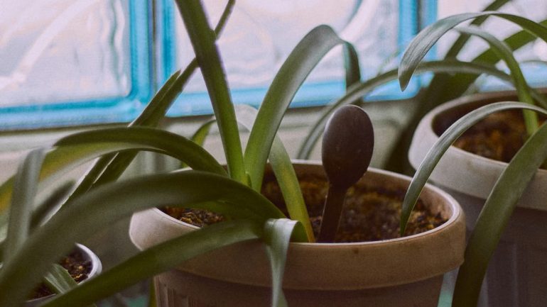 Bien choisir ses plantes d'intérieur en 2026 : guide complet